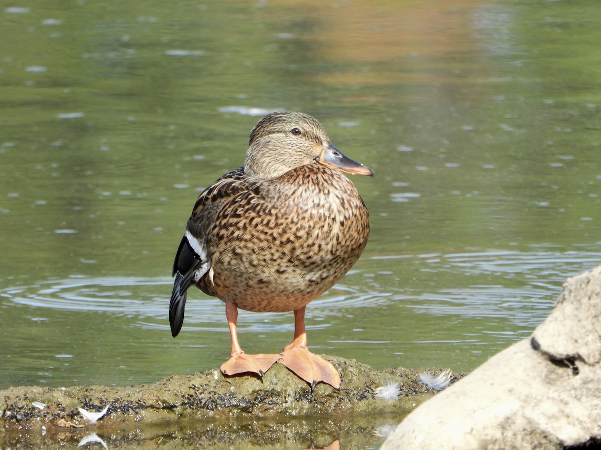 Mallard - ML642994262