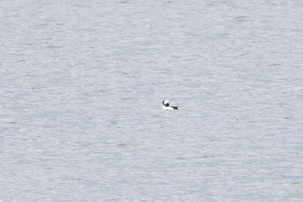 Bufflehead - ML642994264