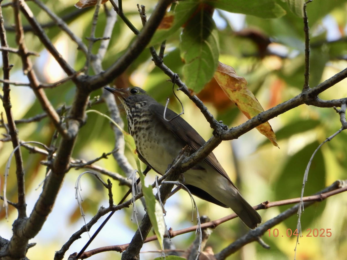 Gray-cheeked Thrush - ML642994280