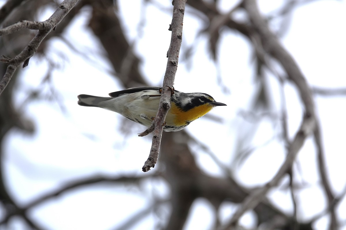 Yellow-throated Warbler - ML642994298