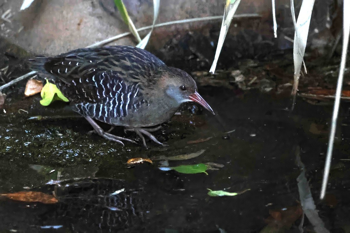Lewin's Rail - ML642994299