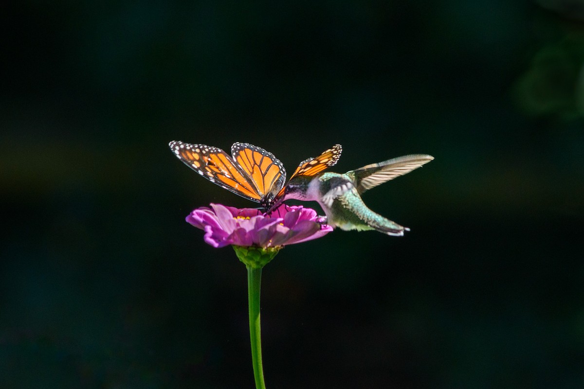 Ruby-throated Hummingbird - ML642994313