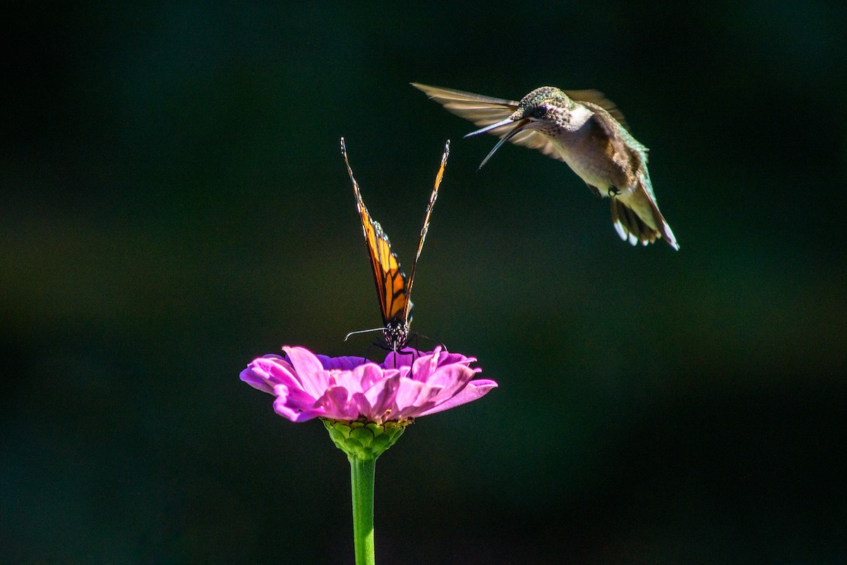 Ruby-throated Hummingbird - ML642994314