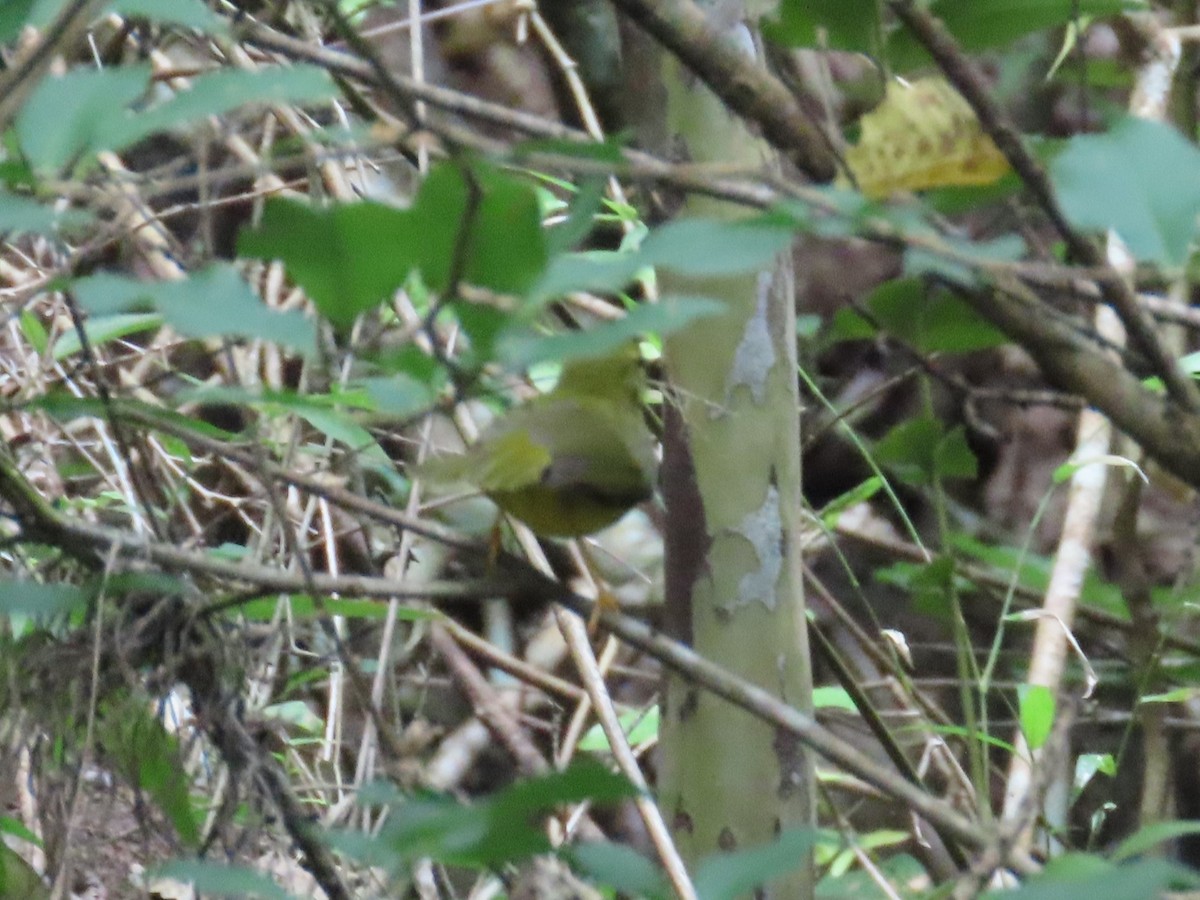 Коронник жовтий - ML642994366