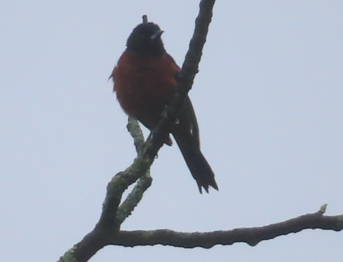 Orchard Oriole - ML642994375