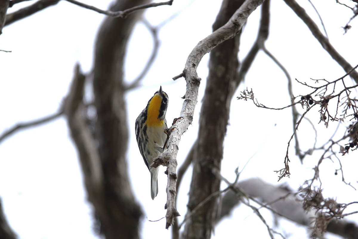 Yellow-throated Warbler - ML642994378