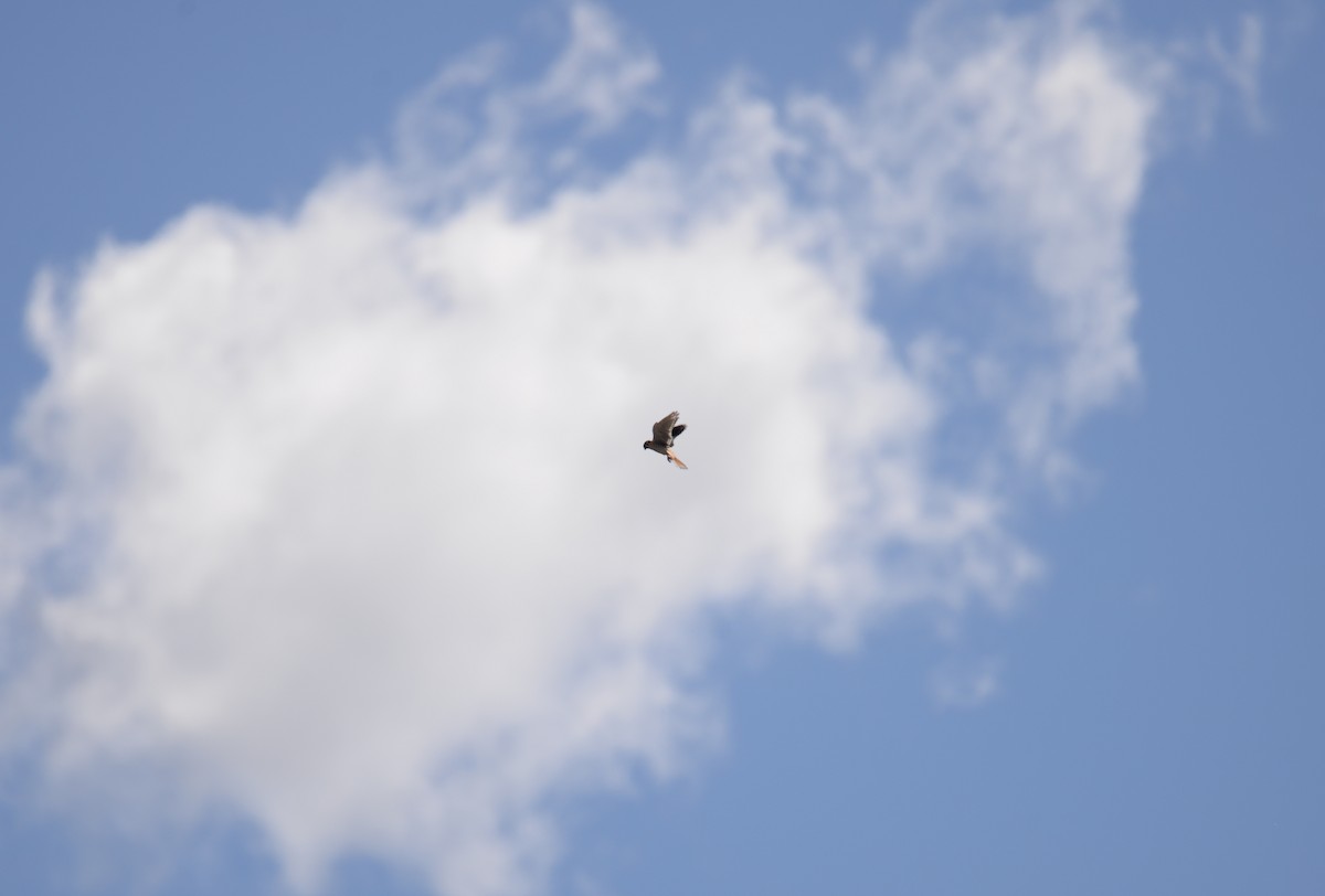 American Kestrel - ML642994400