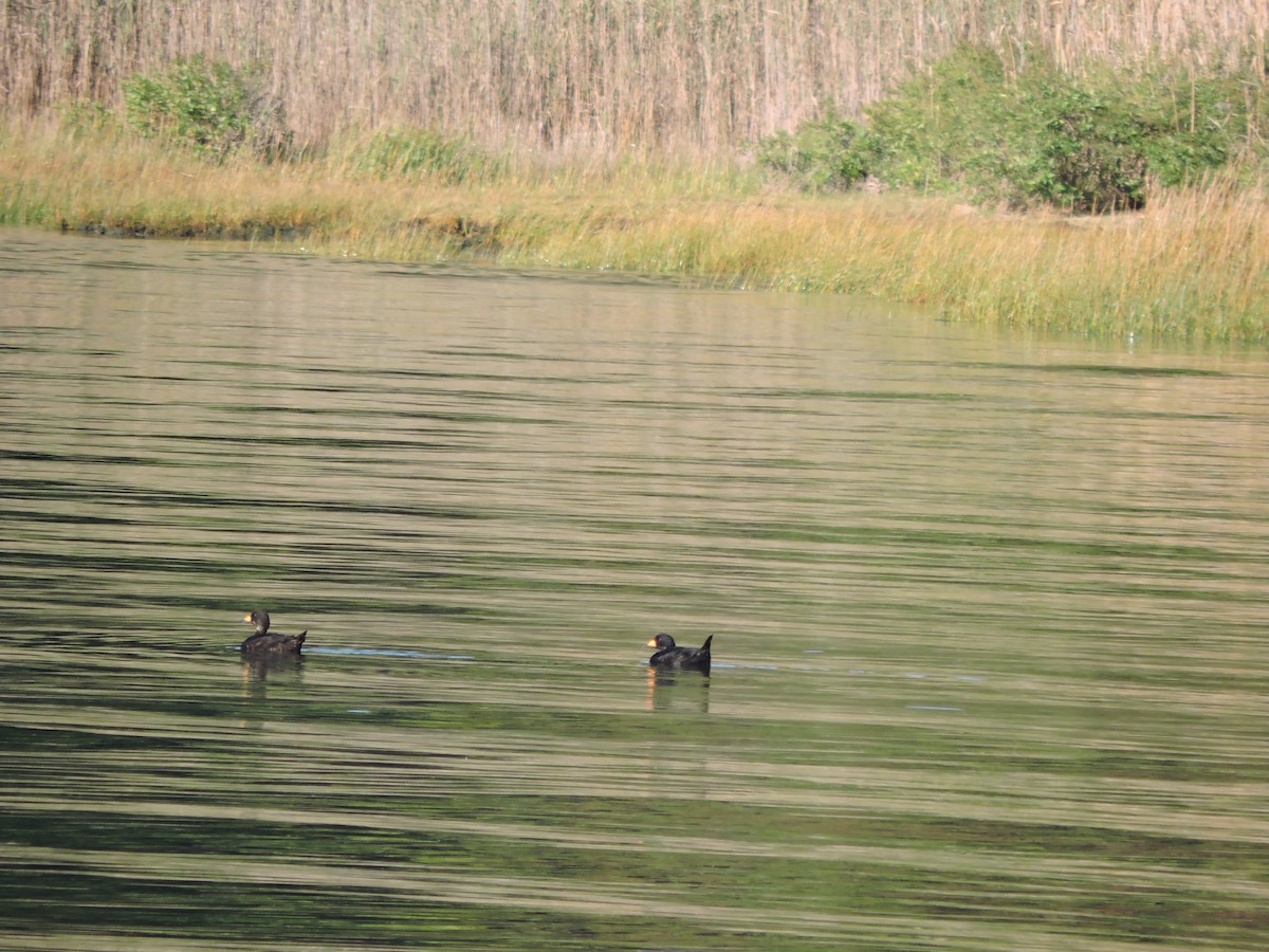Black Scoter - ML642994401