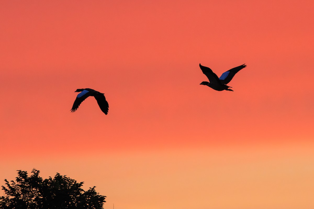 Egyptian Goose - ML642994409