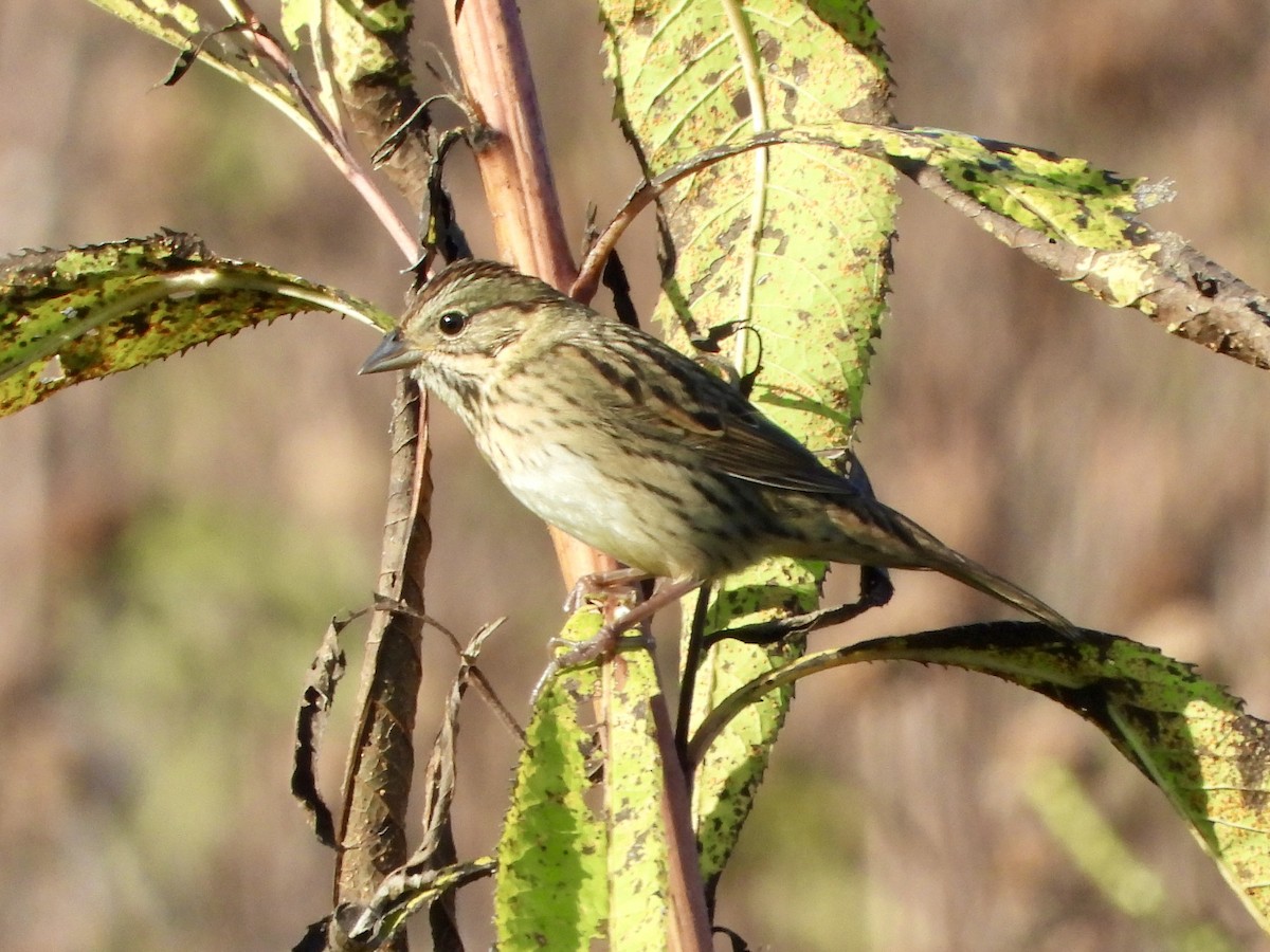 Lincoln's Sparrow - ML642994422