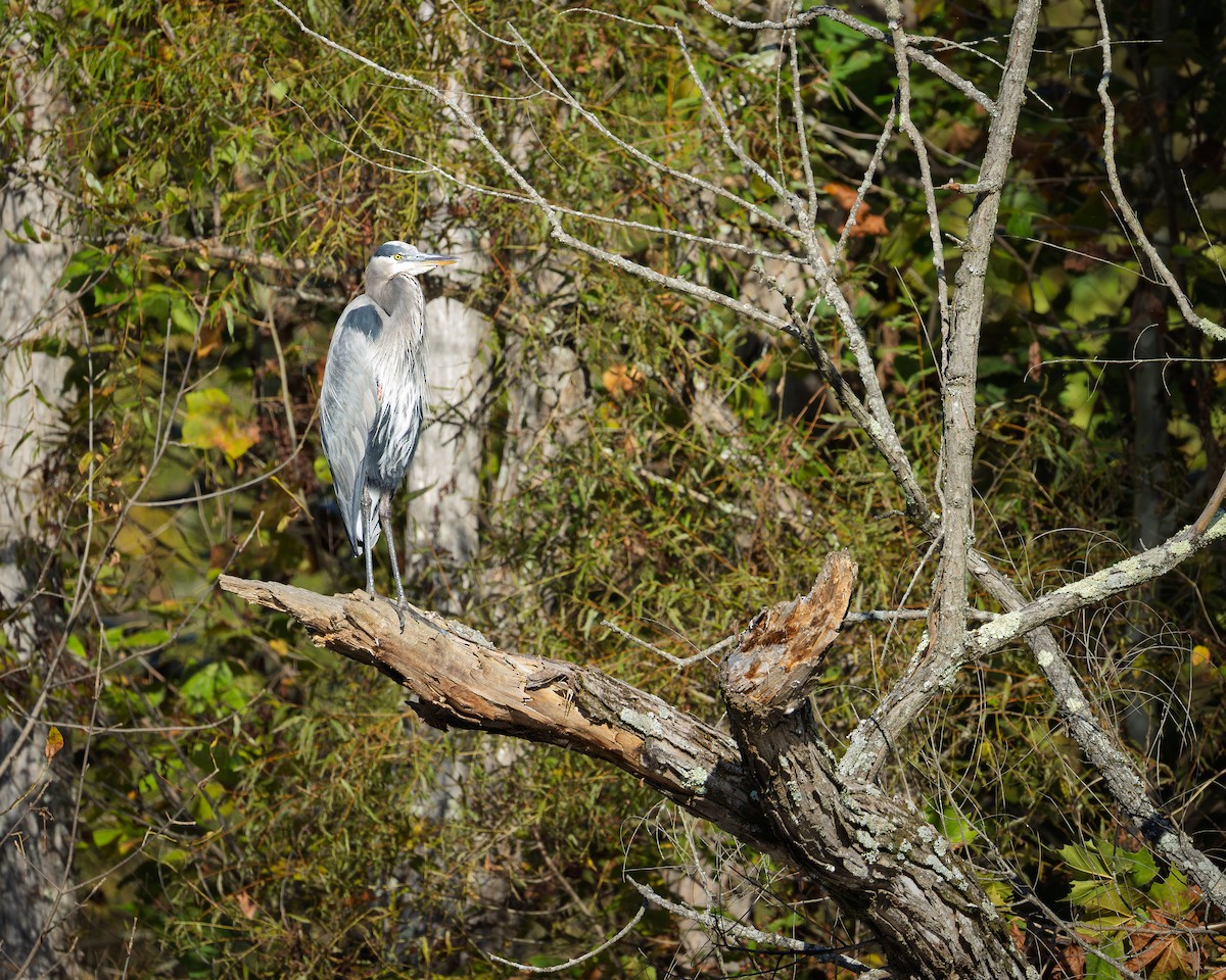 Great Blue Heron - ML642994423