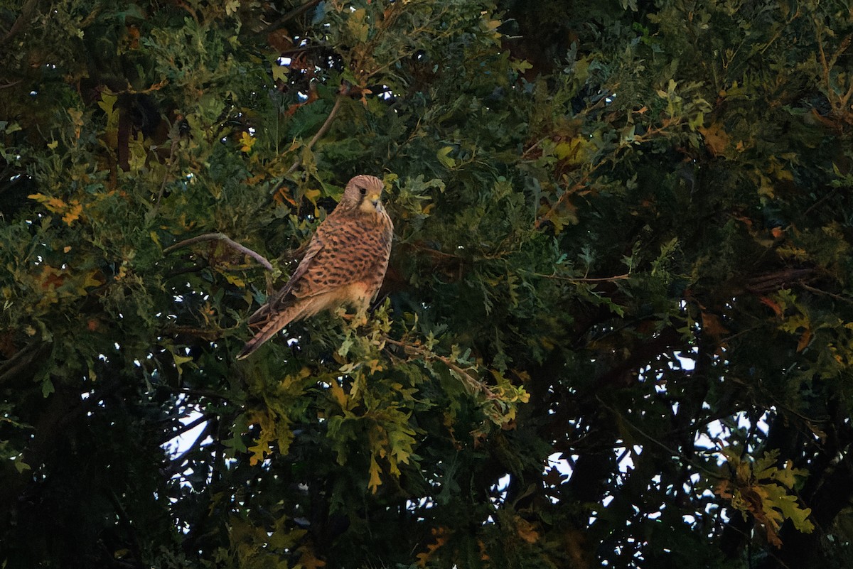 Eurasian Kestrel - ML642994425