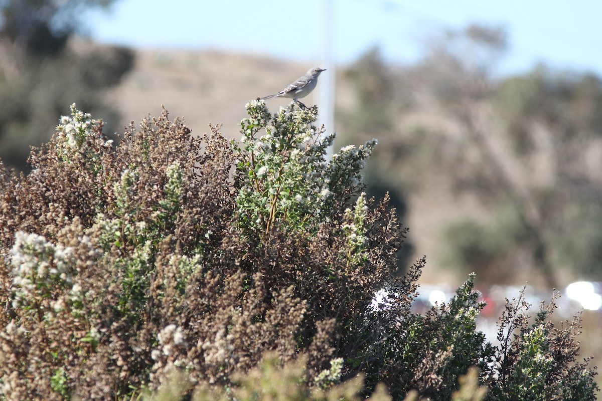 Northern Mockingbird - ML642994426