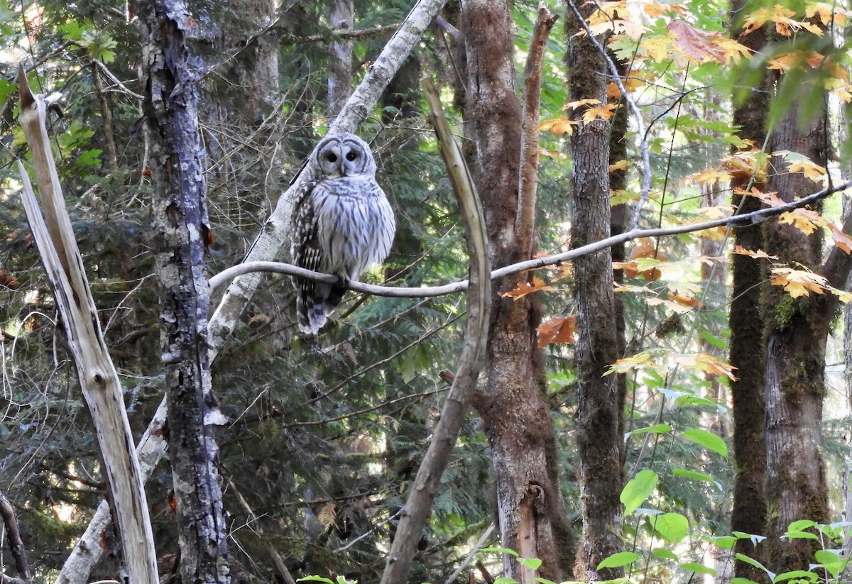 Barred Owl - ML642994432