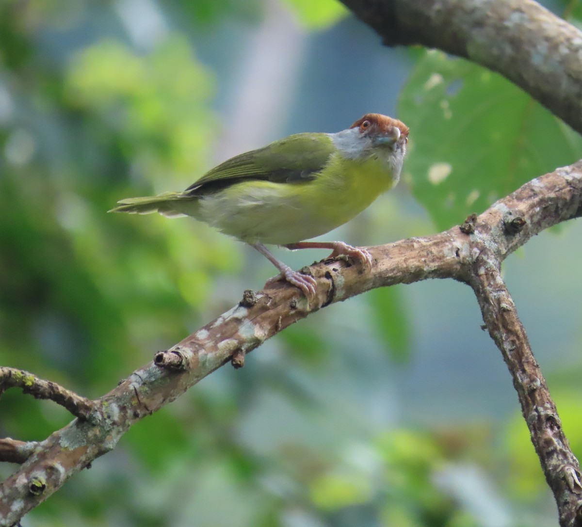 Rufous-browed Peppershrike - ML642994436
