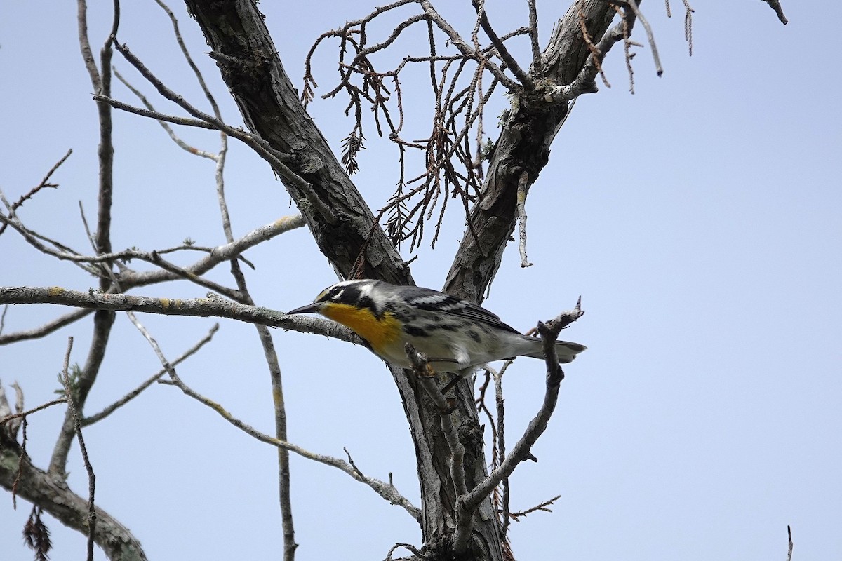 Yellow-throated Warbler - ML642994446