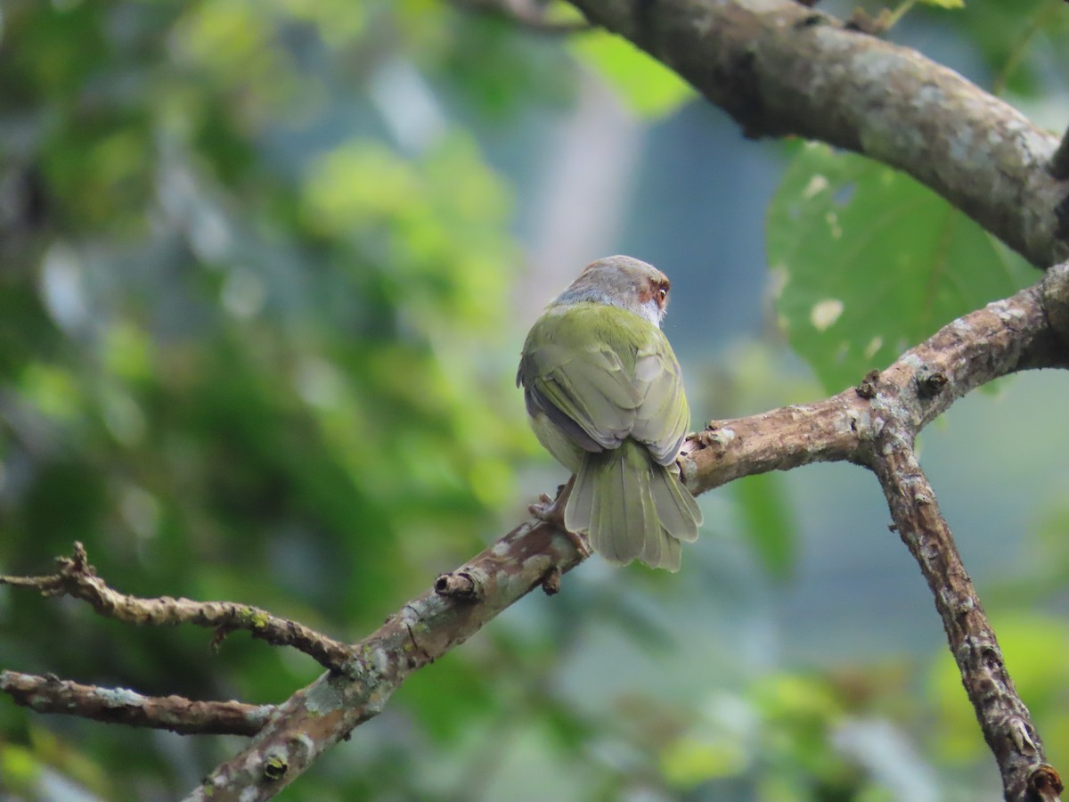 Rufous-browed Peppershrike - ML642994483