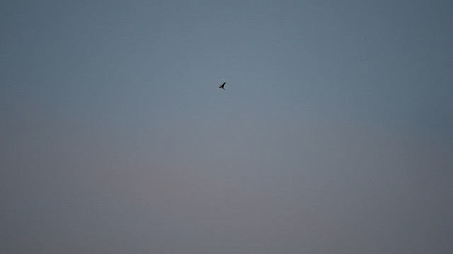 Antillean Nighthawk - ML642994487