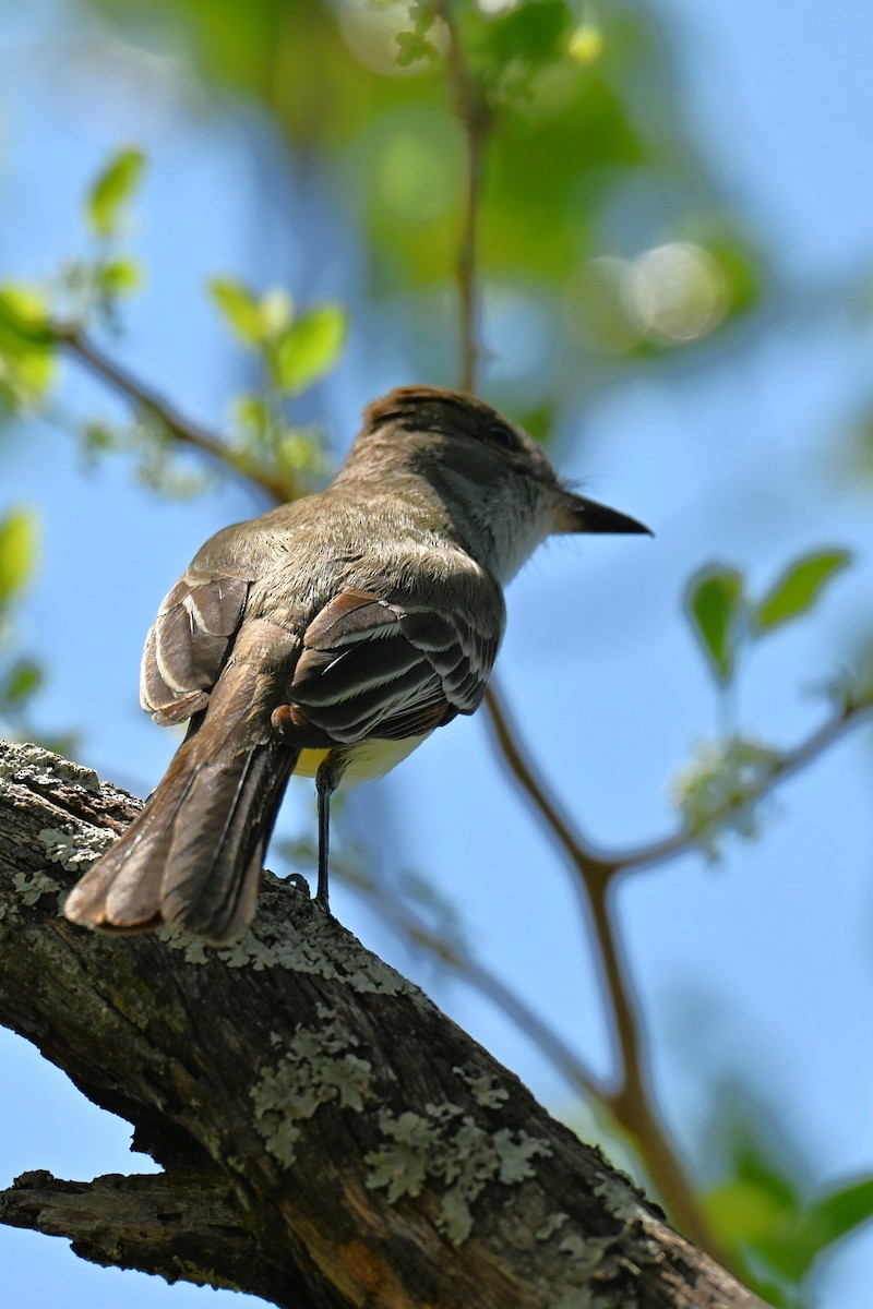 Brown-crested Flycatcher - ML642994502