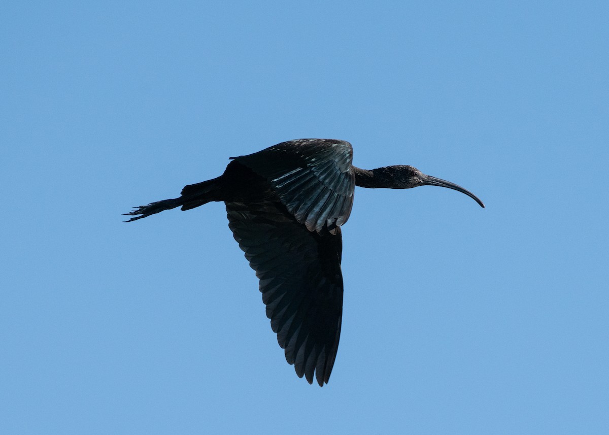 White-faced Ibis - ML642994505