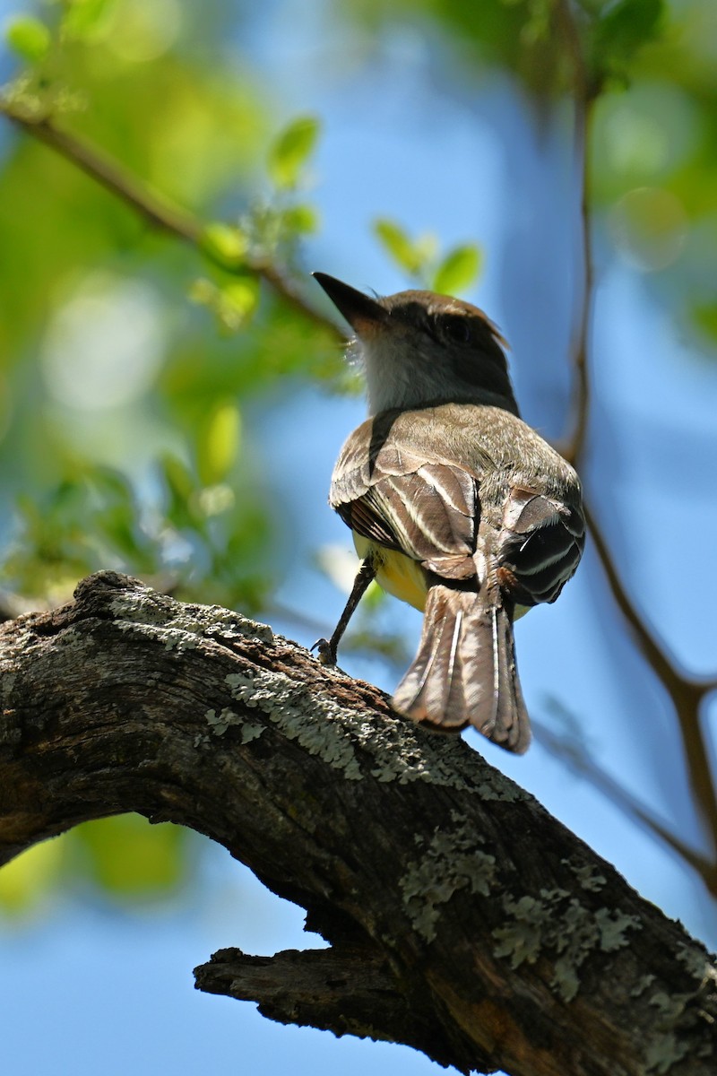 Brown-crested Flycatcher - ML642994506