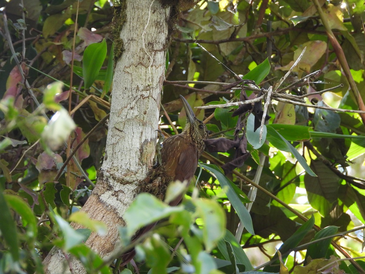 Strong-billed Woodcreeper - ML642994520