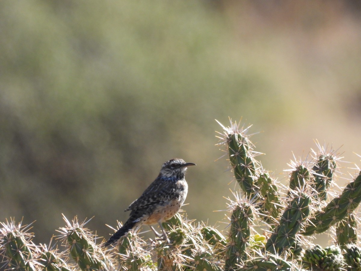 Cactus Wren - ML642994530