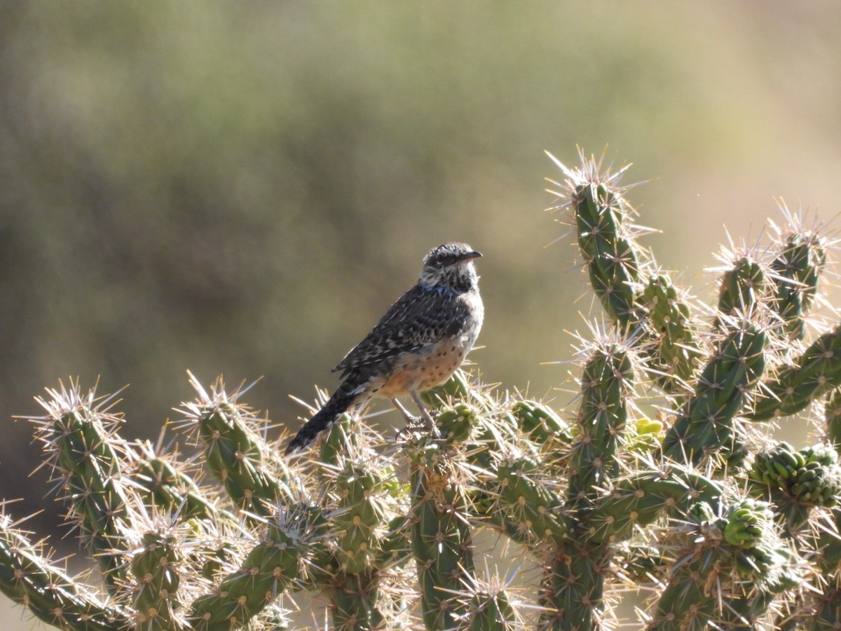 Cactus Wren - ML642994531