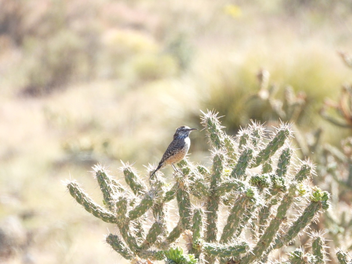 Cactus Wren - ML642994532
