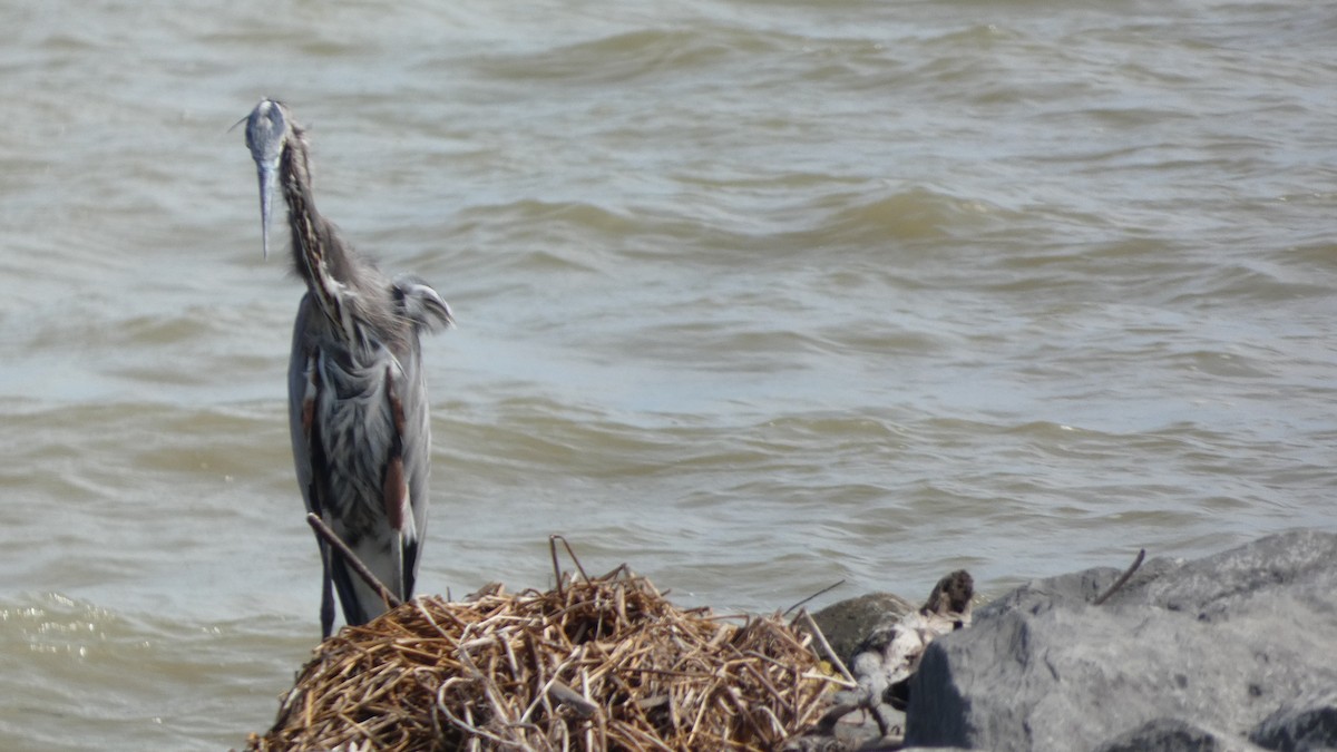 Great Blue Heron - ML642994545