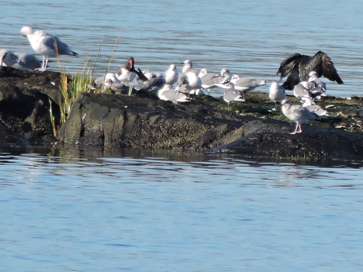 American Oystercatcher - ML642994547