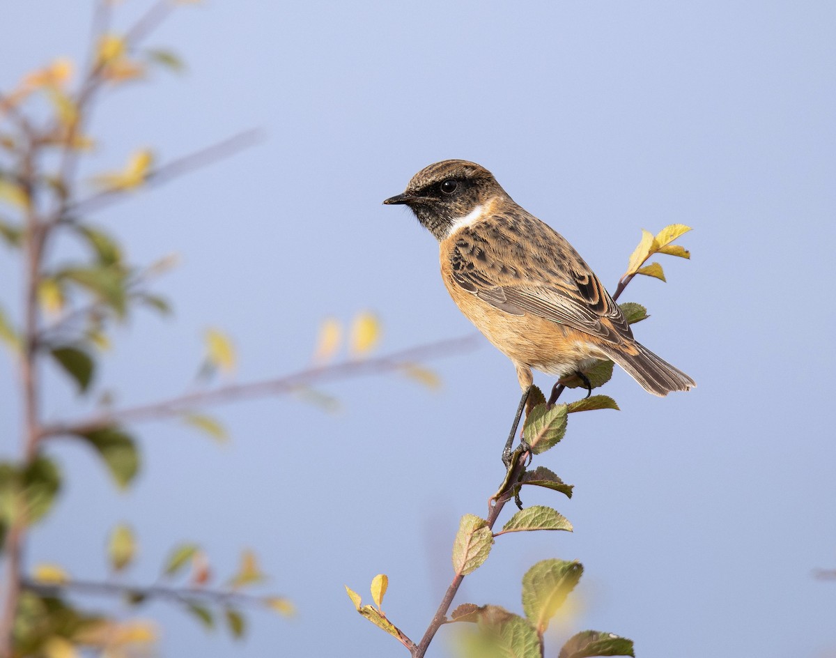 European Stonechat - ML642994554