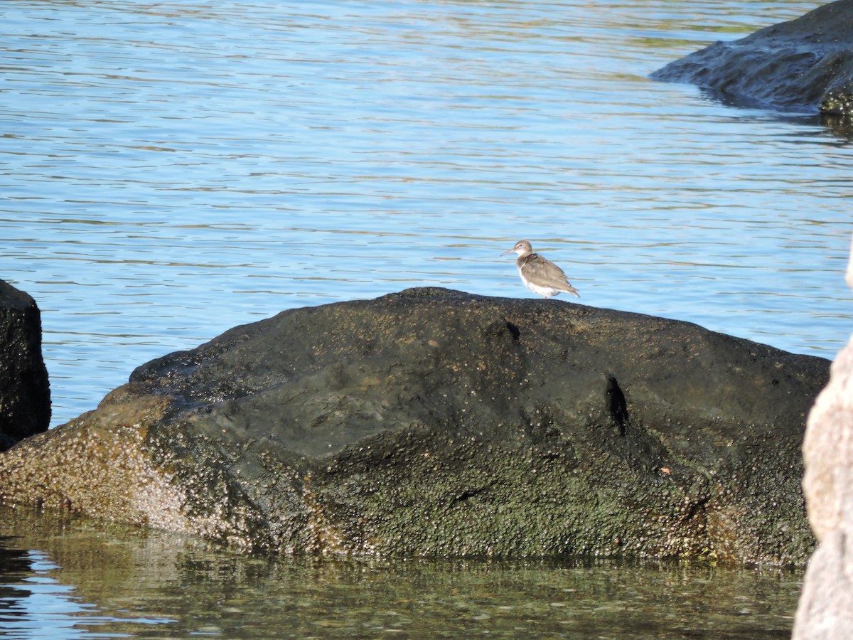 Spotted Sandpiper - ML642994563