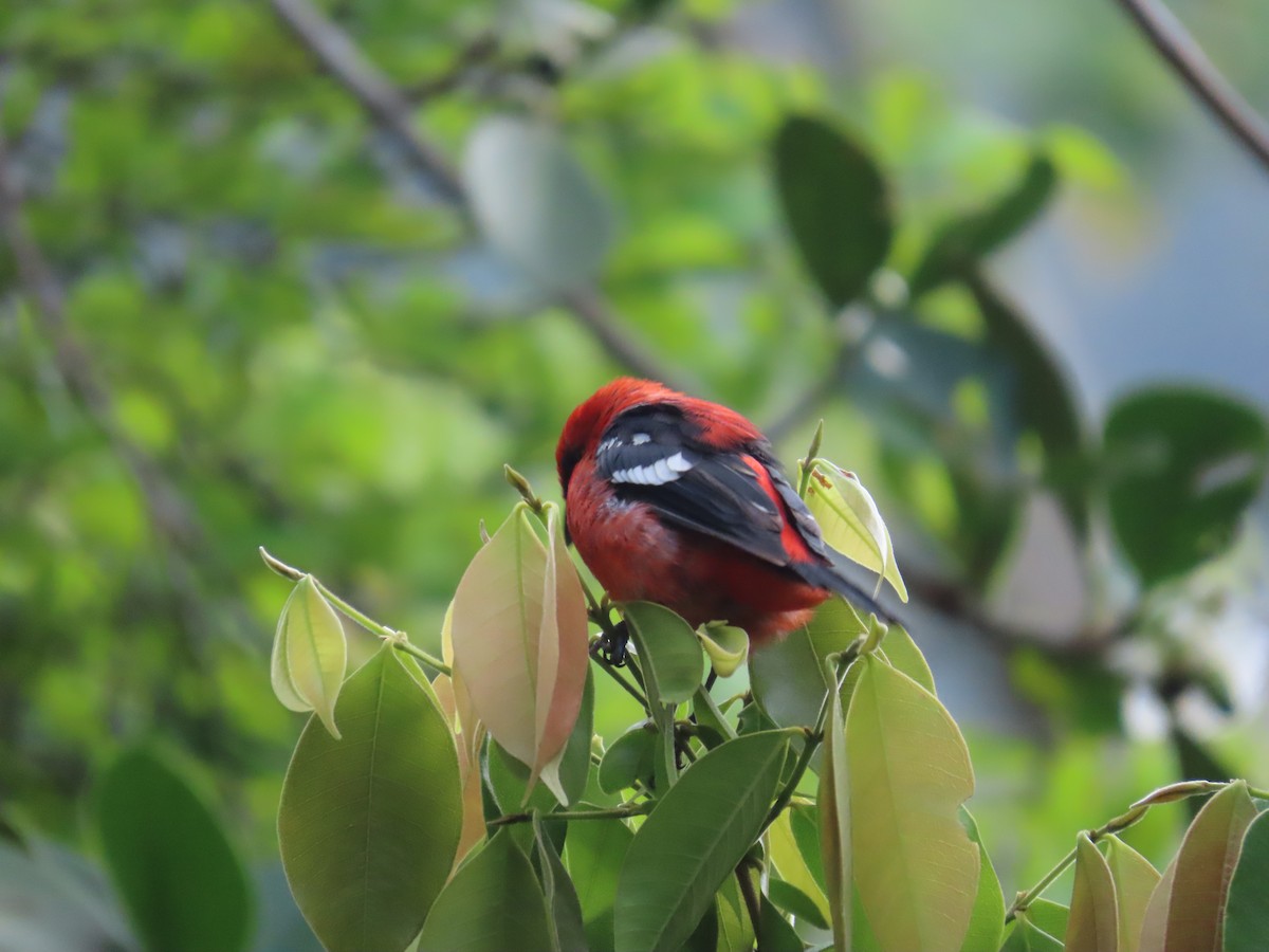 White-winged Tanager - ML642994592