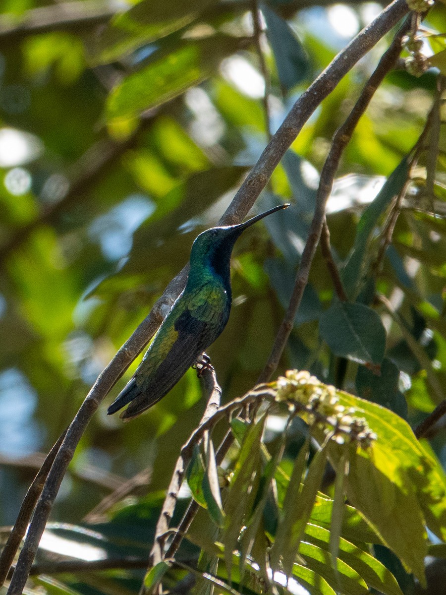 Black-throated Mango - ML642994651