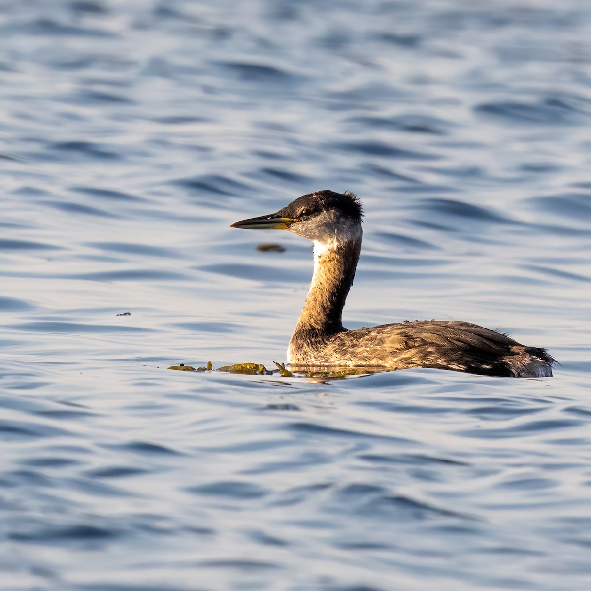 Red-necked Grebe - ML642994663