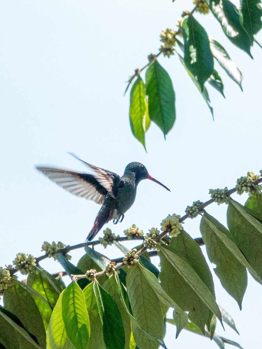 Rufous-tailed Hummingbird - ML642994666