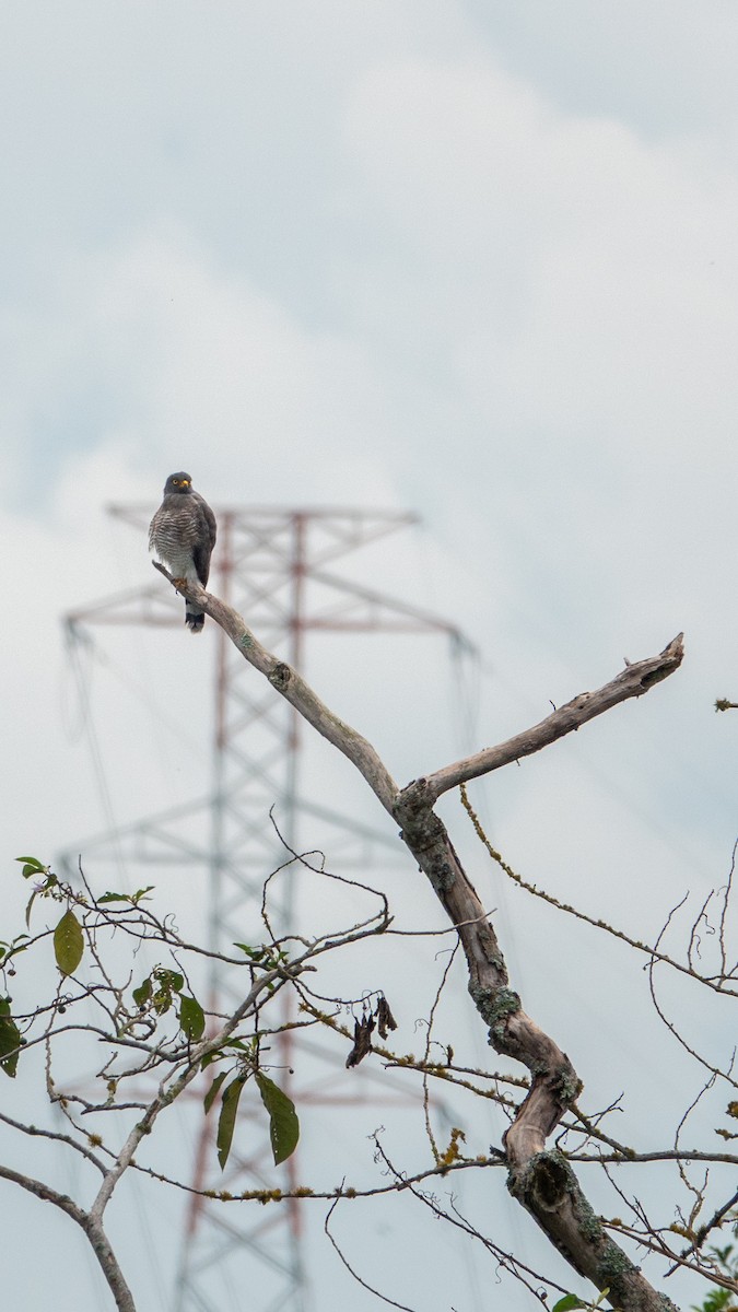 Roadside Hawk - ML642994676