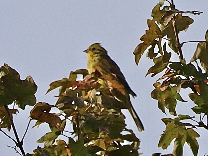 strnad obecný - ML642994679