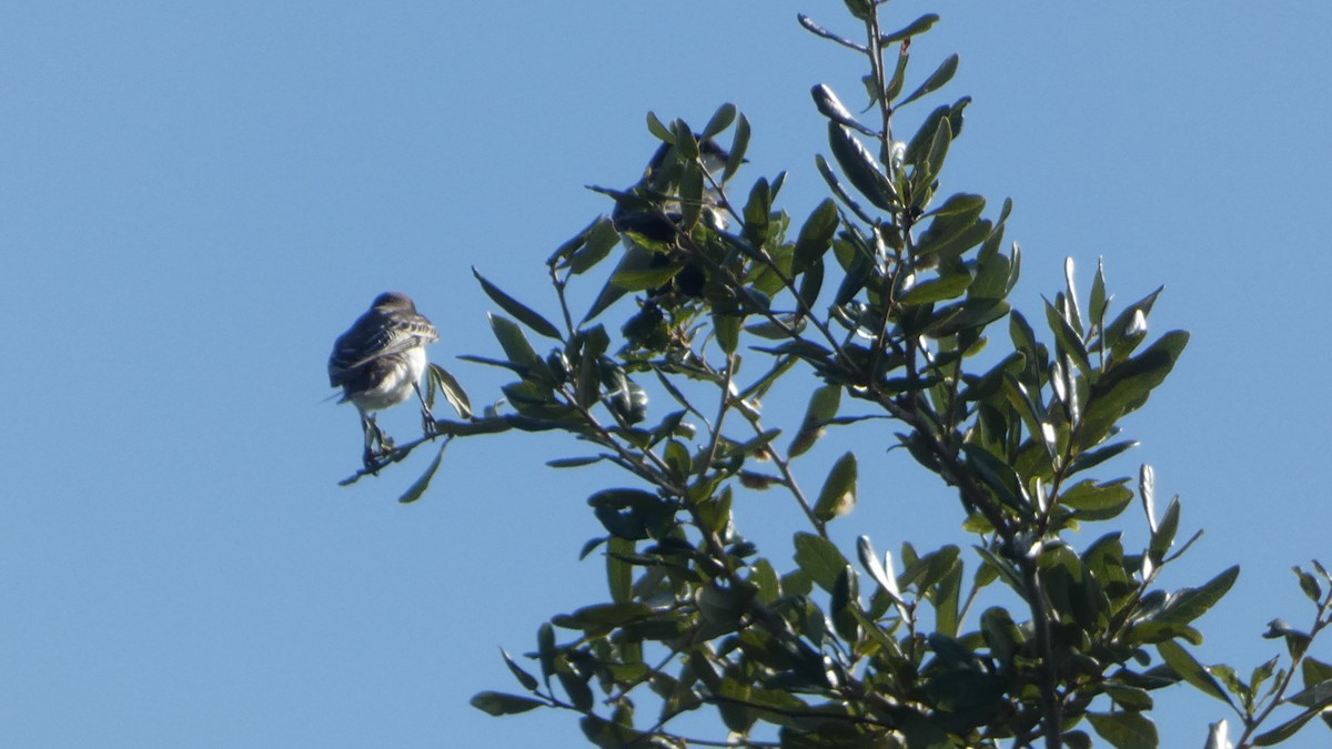 Northern Mockingbird - ML642994680