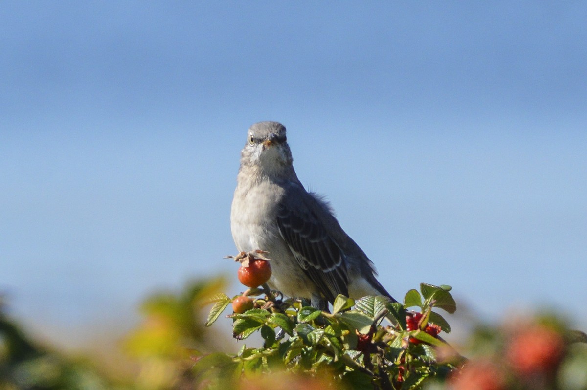 Northern Mockingbird - ML642994682