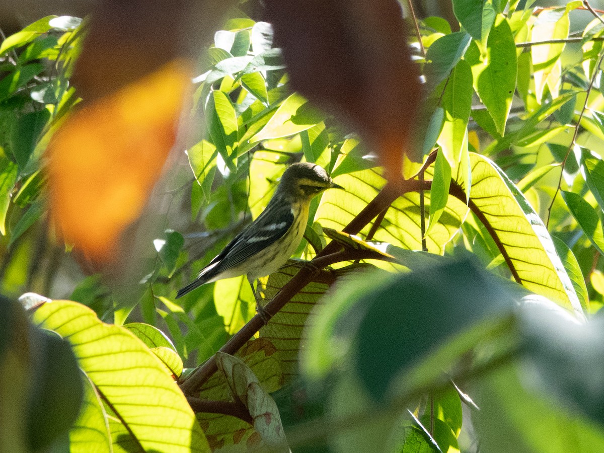 Blackburnian Warbler - ML642994704