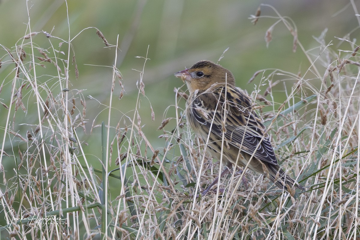 Bobolink - ML642994708