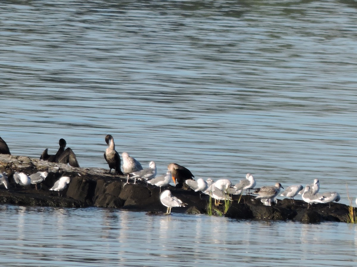 Laughing Gull - ML642994709