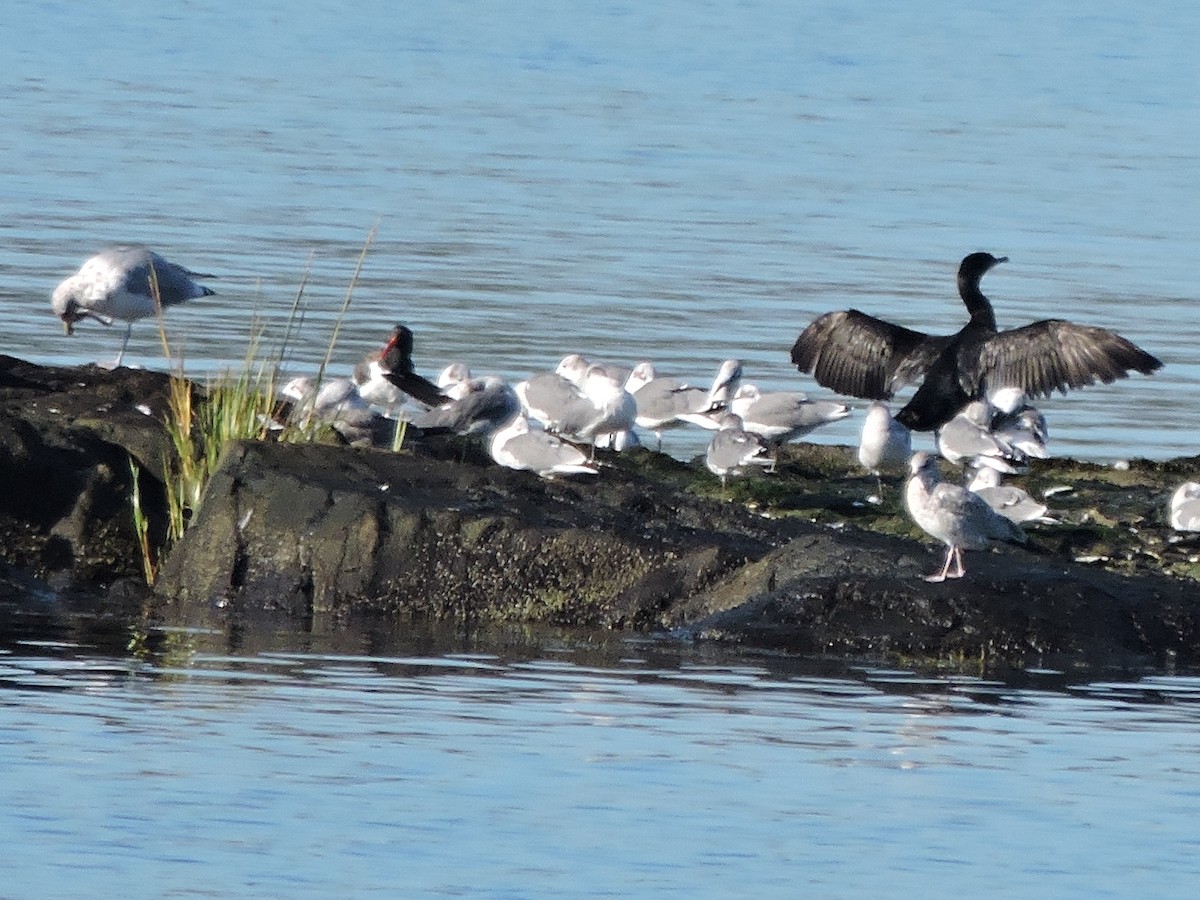 Laughing Gull - ML642994712