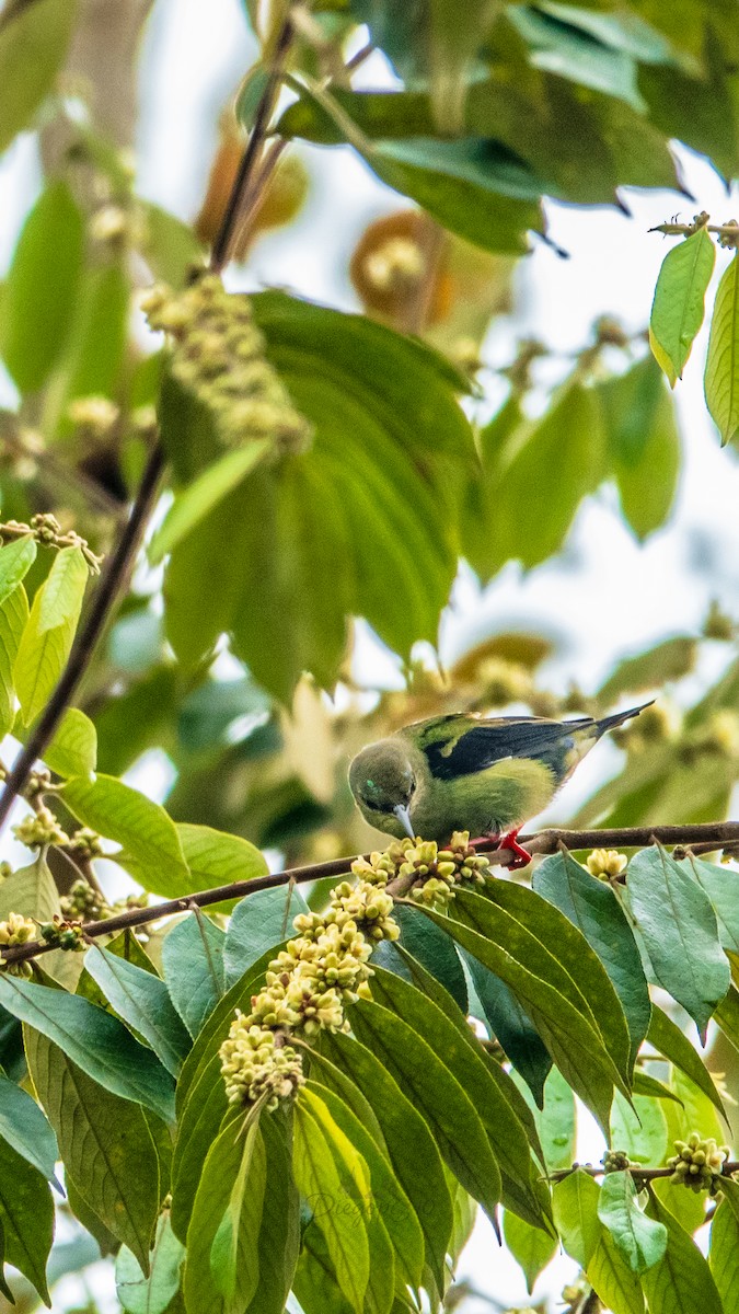 Red-legged Honeycreeper - ML642994719