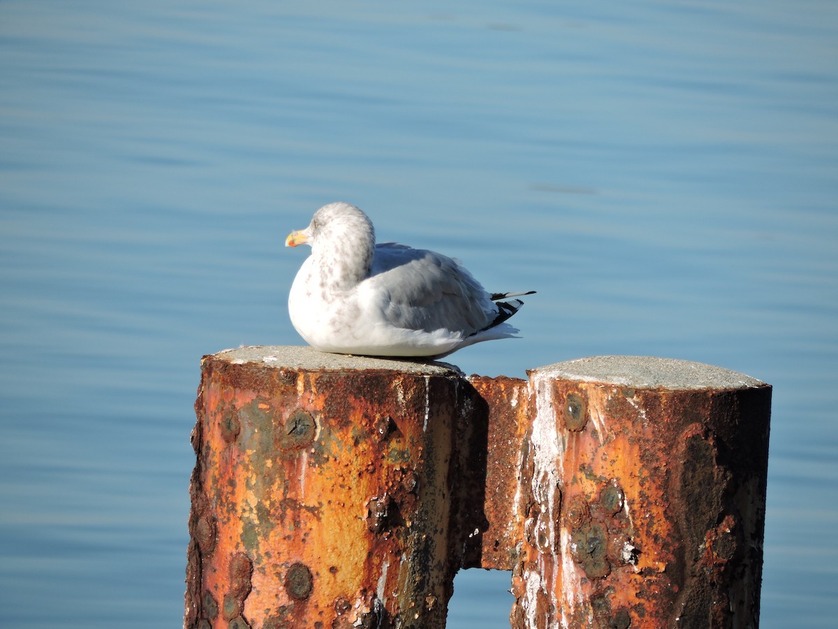 American Herring Gull - ML642994736