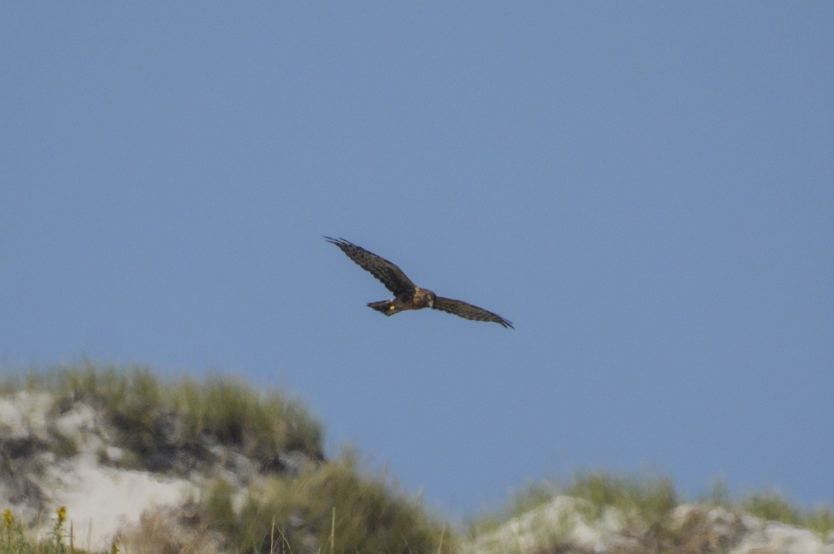 Northern Harrier - ML642994739