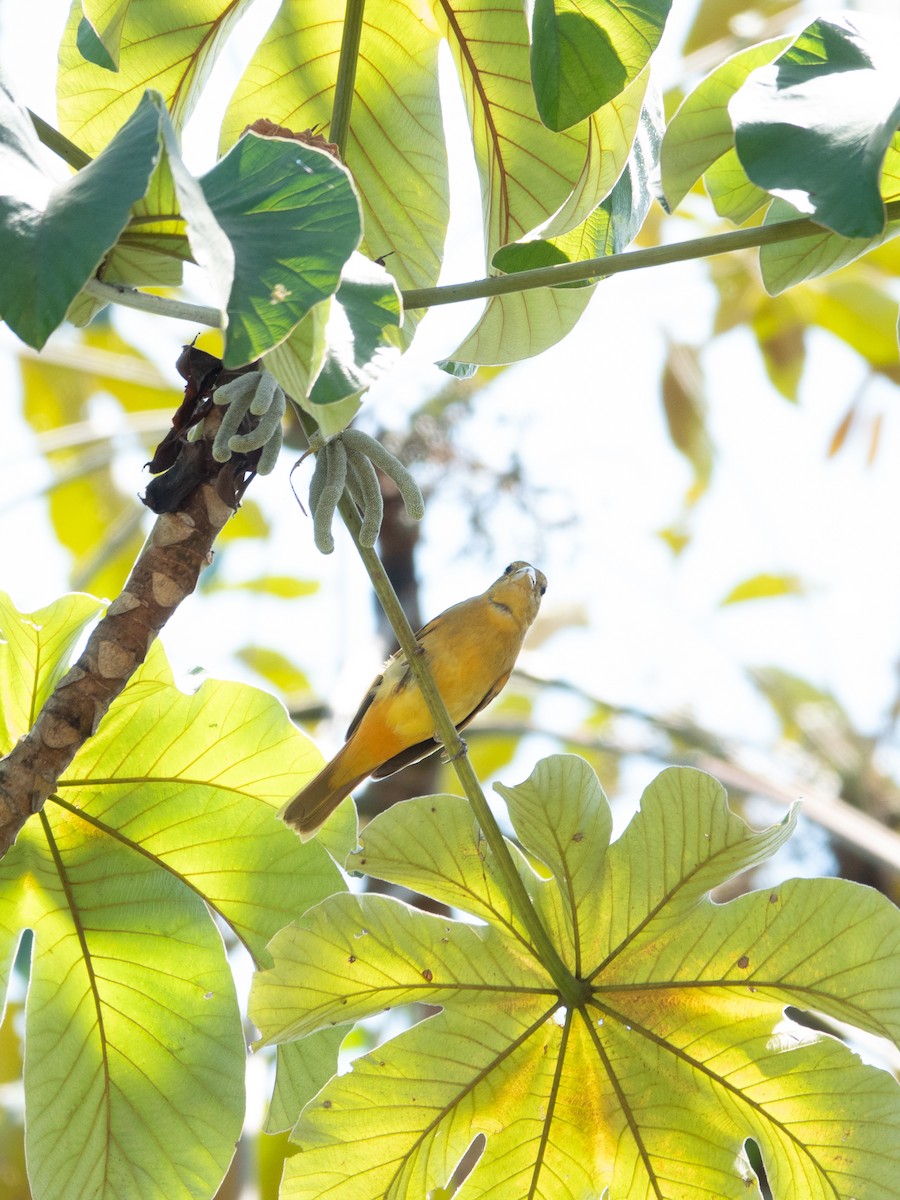 Summer Tanager - ML642994742