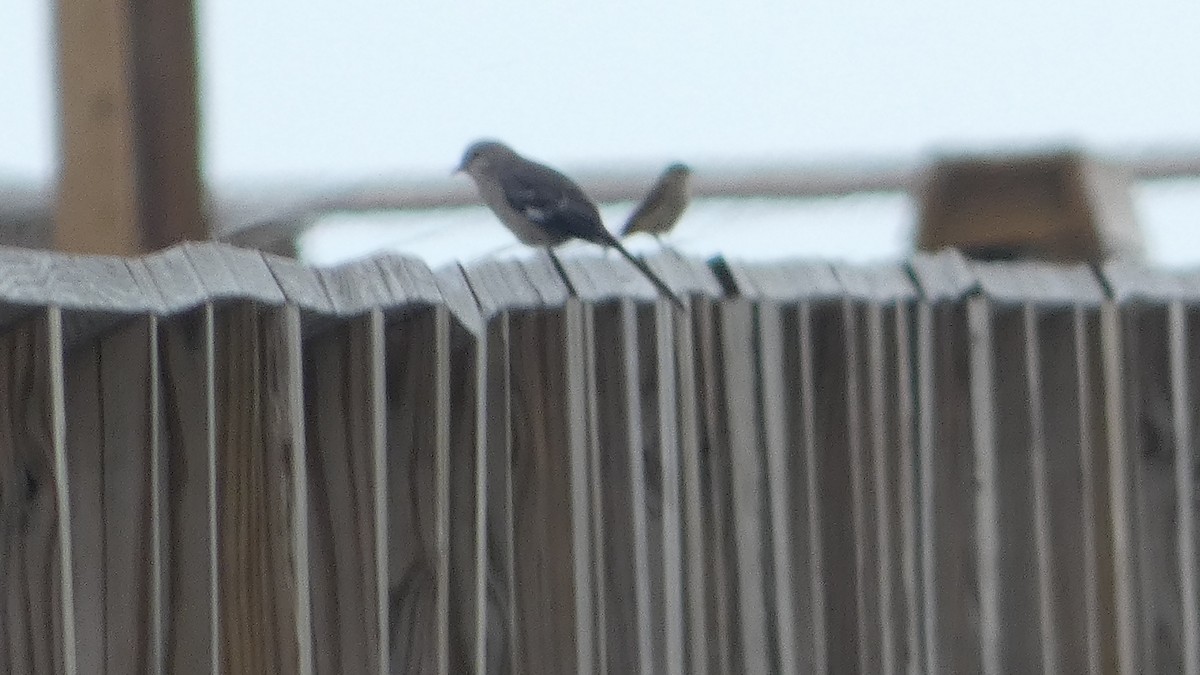Northern Mockingbird - ML642994746